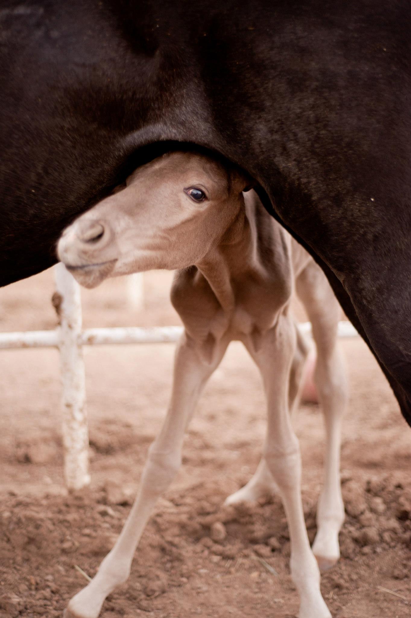 Richard Gill - Equine and Portrait Photography, Texas